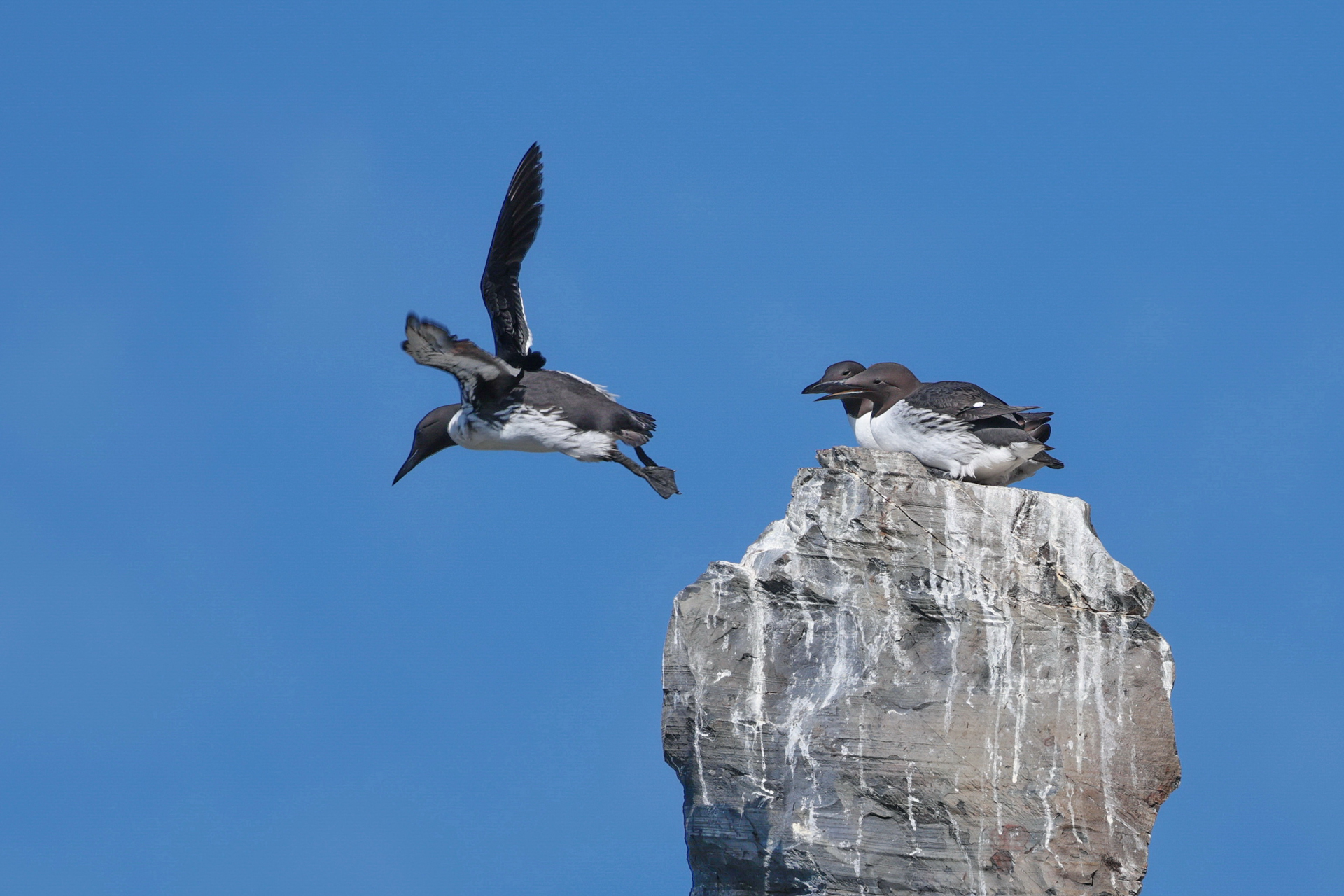 Guillemots de Troil en Norvège
